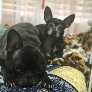 Meet your Posher, Nellie